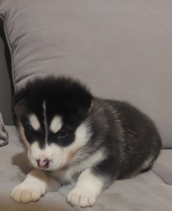 Piesek Alaskan Malamute