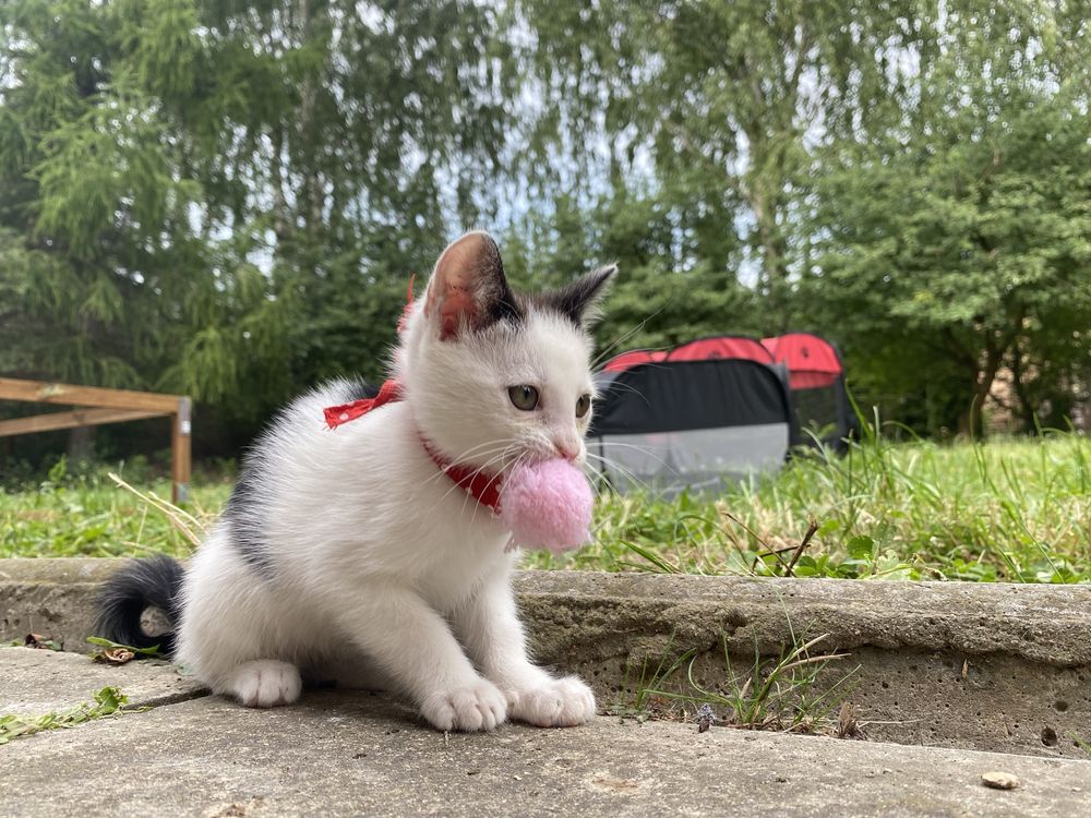 Pokochaj Pralinkę - kotka do adopcji.