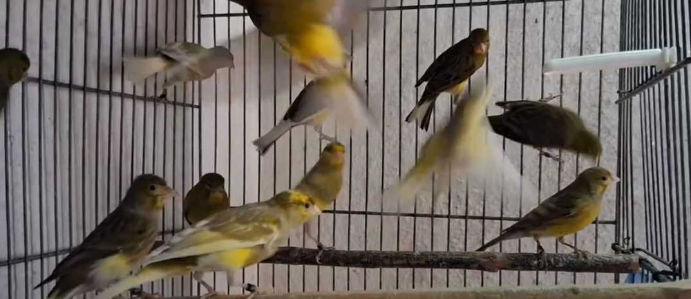 Canarios Raça Espanhola