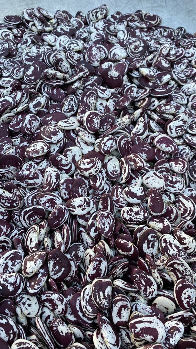 Домашня квасоля 2025 року Лімська Різдвяна