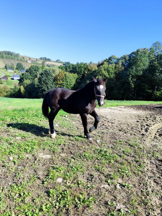 Sprzedam ogierki