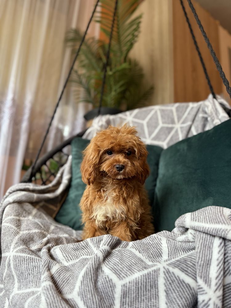 Cavapoo f1 chłopiec red rudy samiec pies pudel