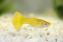 Rybki do akwarium - Gupik Yellow Golden