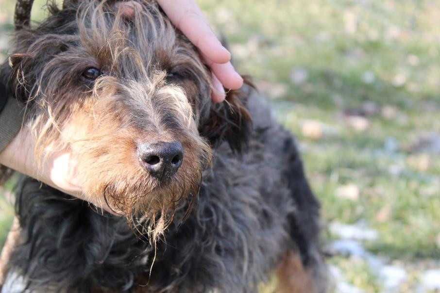 104965 Śleputek do adopcji.