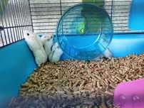 Vendo Hamsters novinhos