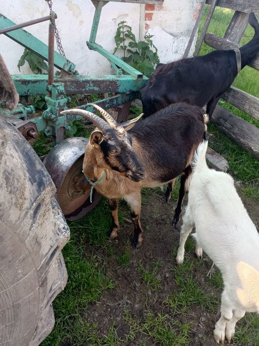 Продам кози різного віку та статі.