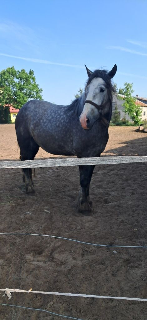Sprzedam klacz zrebna