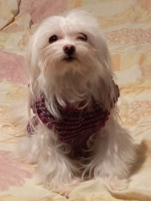 Мальтійська болонка, гарненька  дівчинка