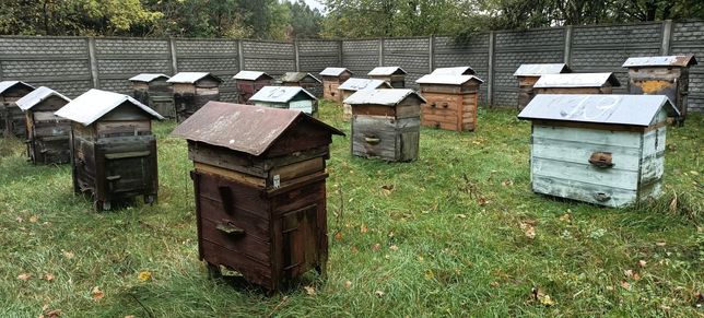 Ule warszawskie pszczoły zazimowane rodziny