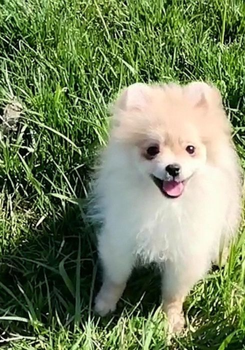 Девочка померанский той шпиц 6 месяцев.