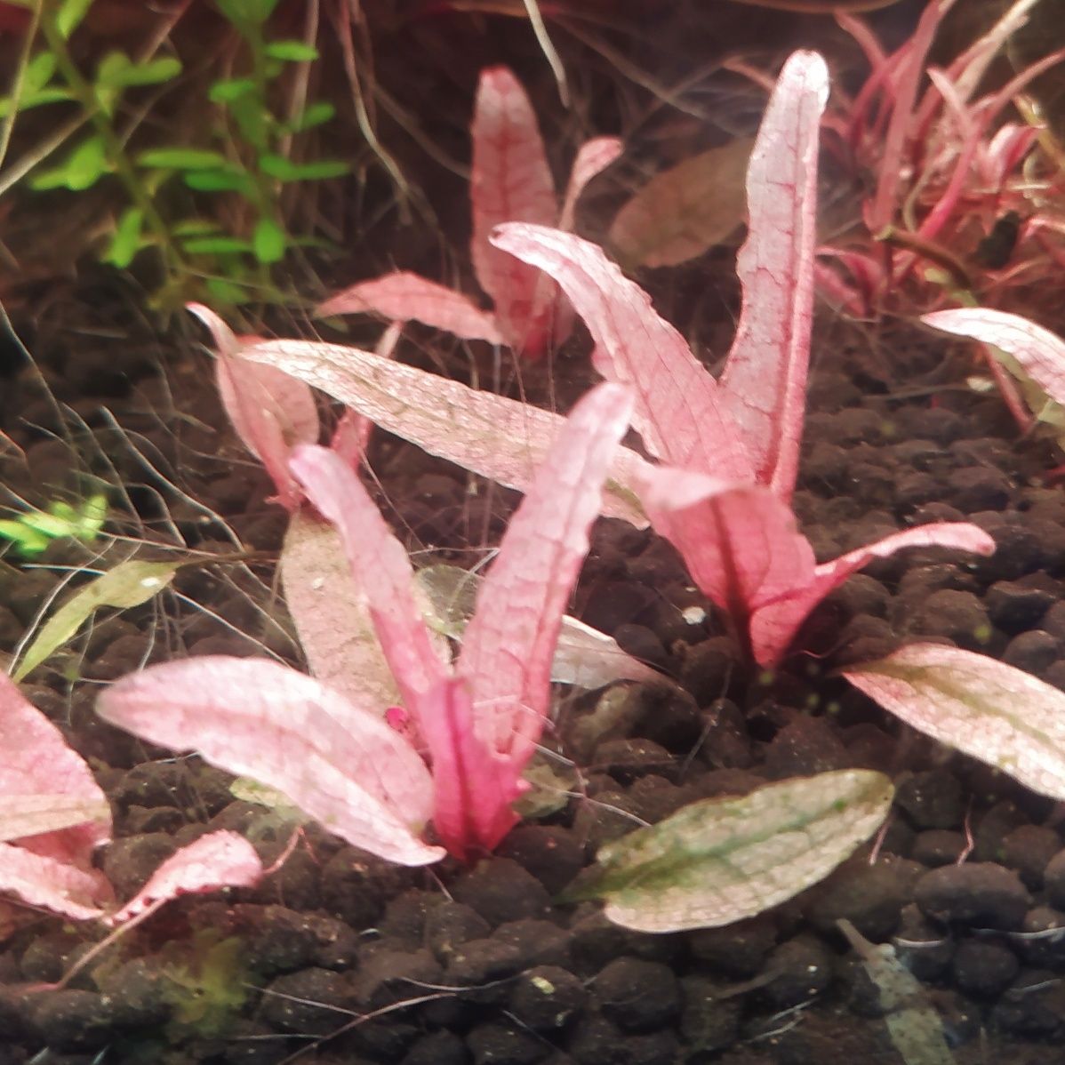 Cryptocoryne flamingo Roslina akwariowa