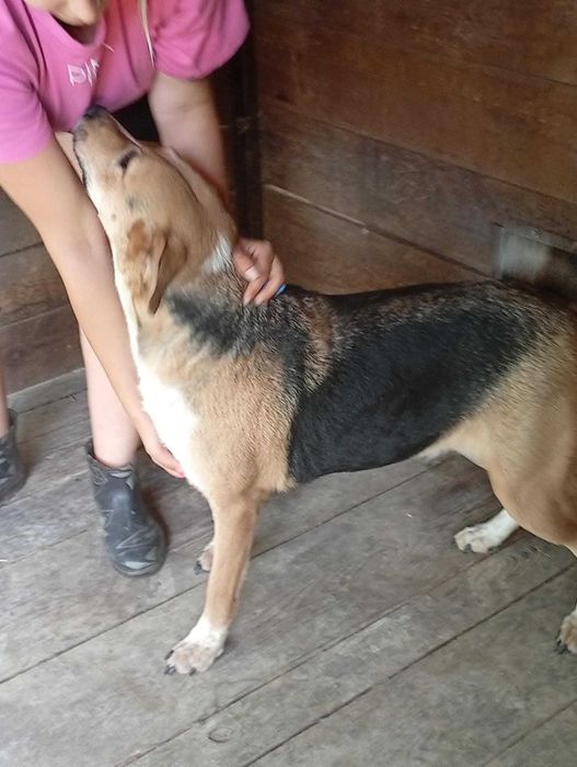 2 letnia suczka do adopcji
