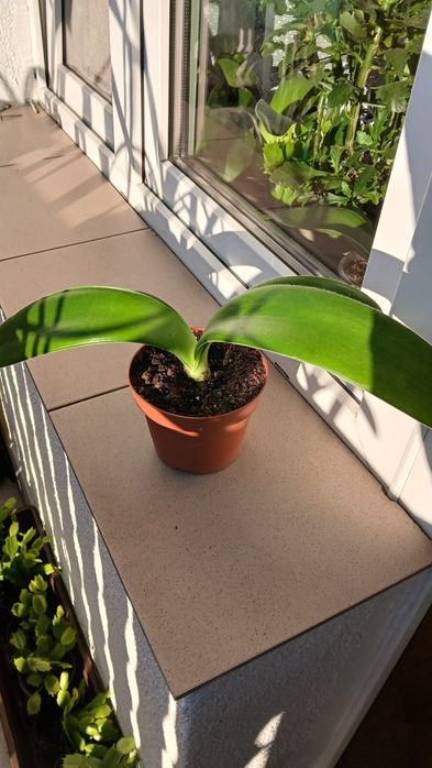 Krasnokwiat białokwiatowy Słomniki k.Krakowa