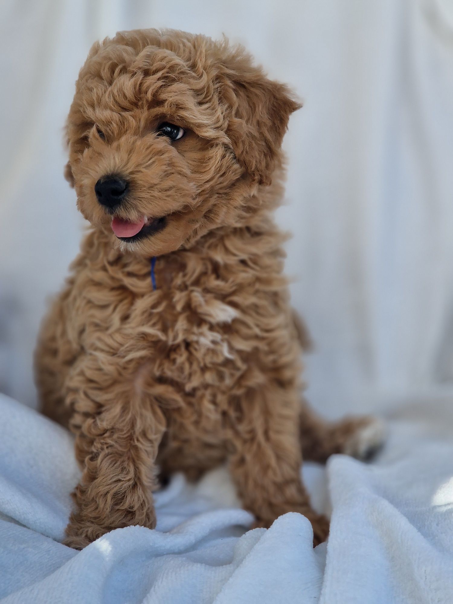 Bichpoo Poochon Bichon Frise Pudel Toy jak Maltipoo piesek