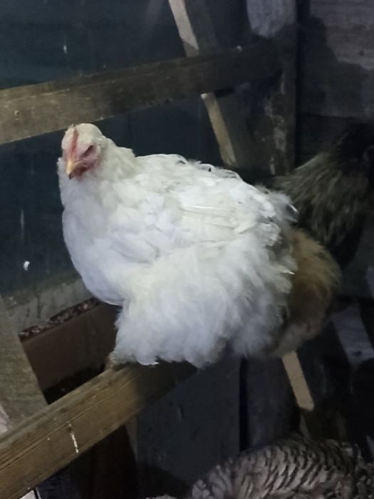 Sprzedam koguty silki  i kure kochin olbrzymi