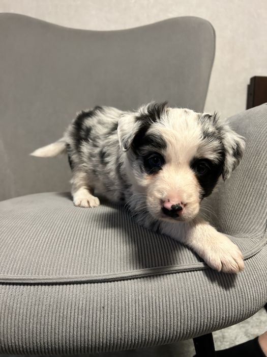 Border Collie - Blue Merle - Piesek - Do Rezerwacji