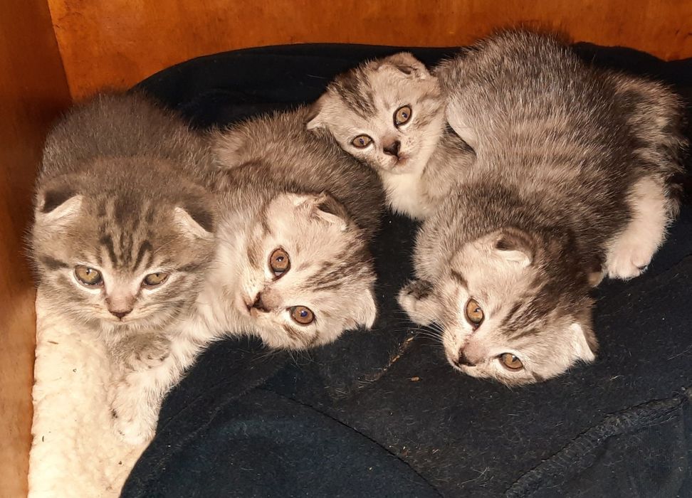 Продам срочно  котят шотландские висловухие