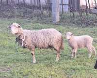 Vendo ovelha e cria