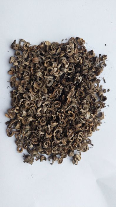 Календула насіння нагідки насіння