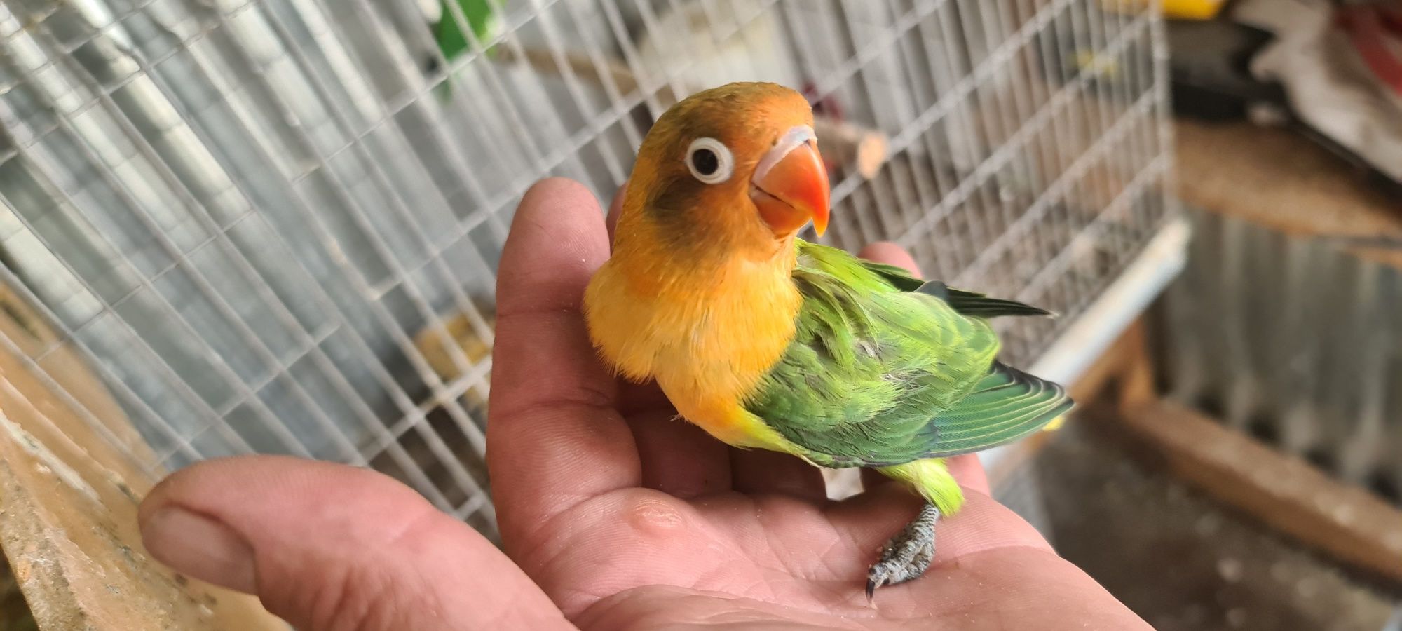 Agapornis fischiers