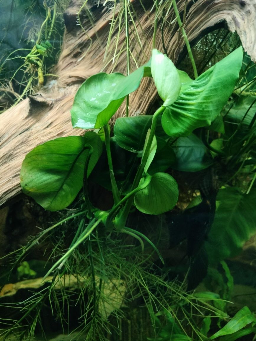 Anubias Barteri sadzonki