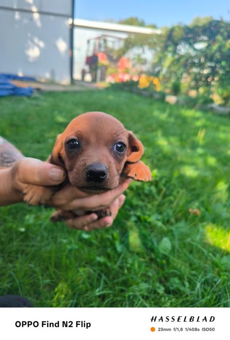 Jamnik suczka standard