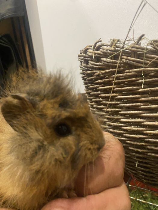 Swinki morskie mlode gladkie i rozetki