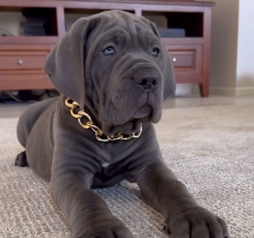 Cane corso Italiano-чорного окрасу