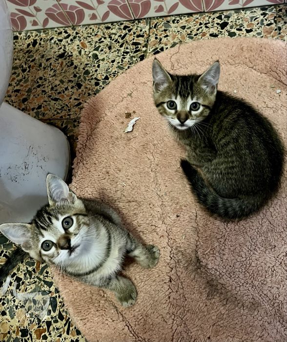 2 Gatinhas bebés para Adoção