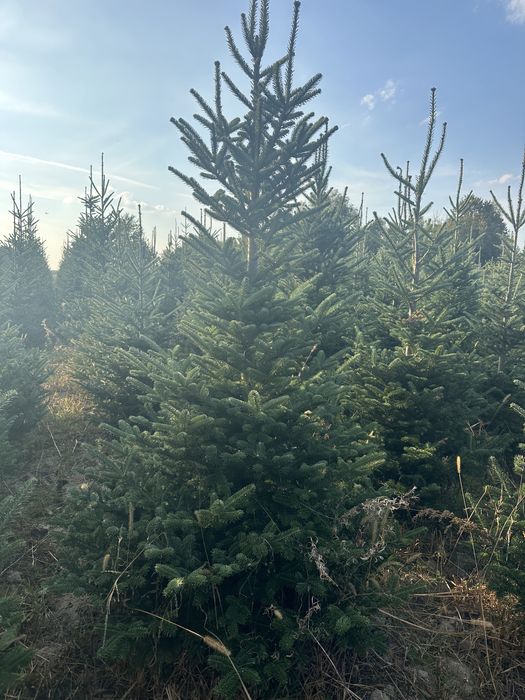 Świerk Serbski z bryłą z plantacji, o wysokości 3-4m Sadzimy Premium