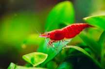Camarão Neocaridina Red Cherry vermelho