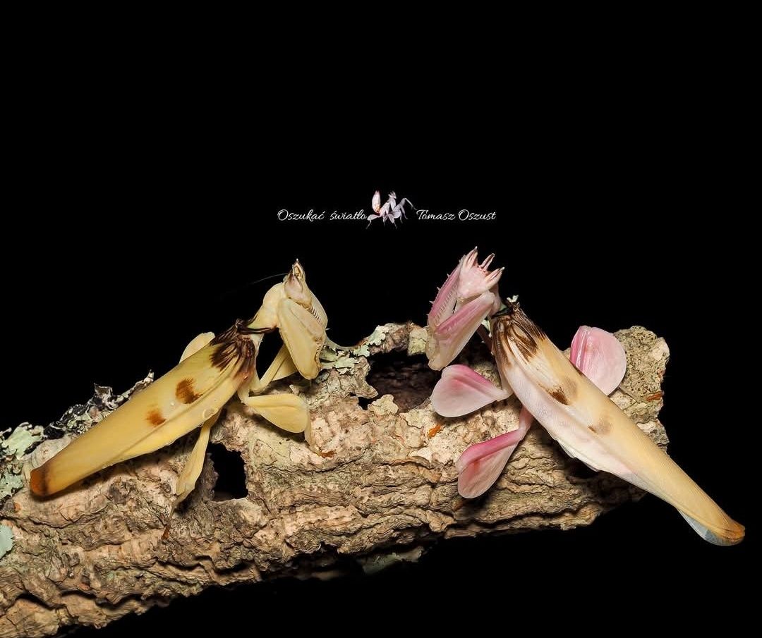 Hymenopus coronatus – modliszka storczykowa. L2