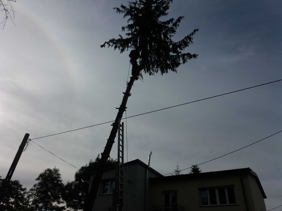 Wycinka Drzew Niwelacje Terenu Frezowanie Karp Rębak Podnośnik