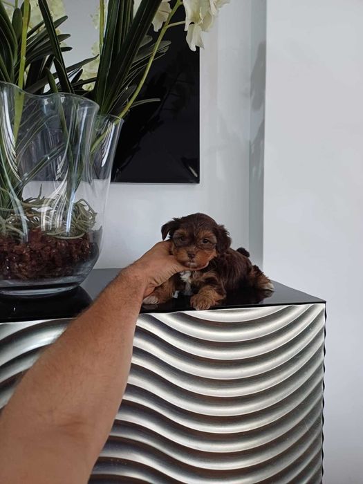 Yorkshire Terrier Miniatura FEMEA CHOCOLATE AFOGUEADA