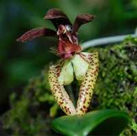 Мініатюрна орхідея Bulbophyllum lasiochilum