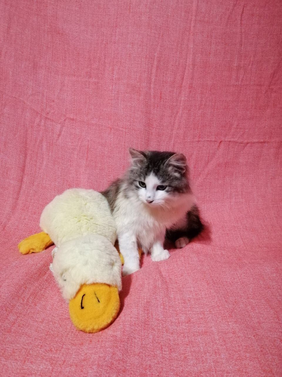 Котята котики отдам пушистый котенок мальчик
