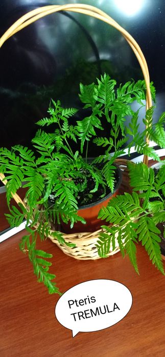 Продам папоротнік Птєріс