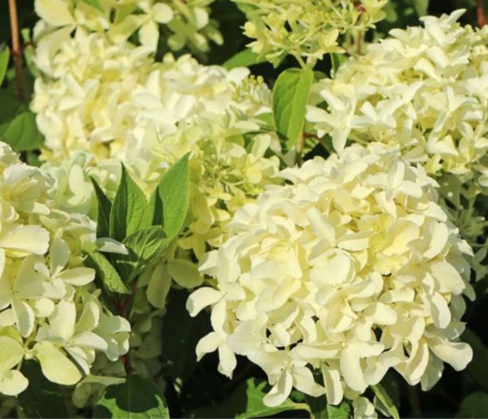 Hortensia bukietowa