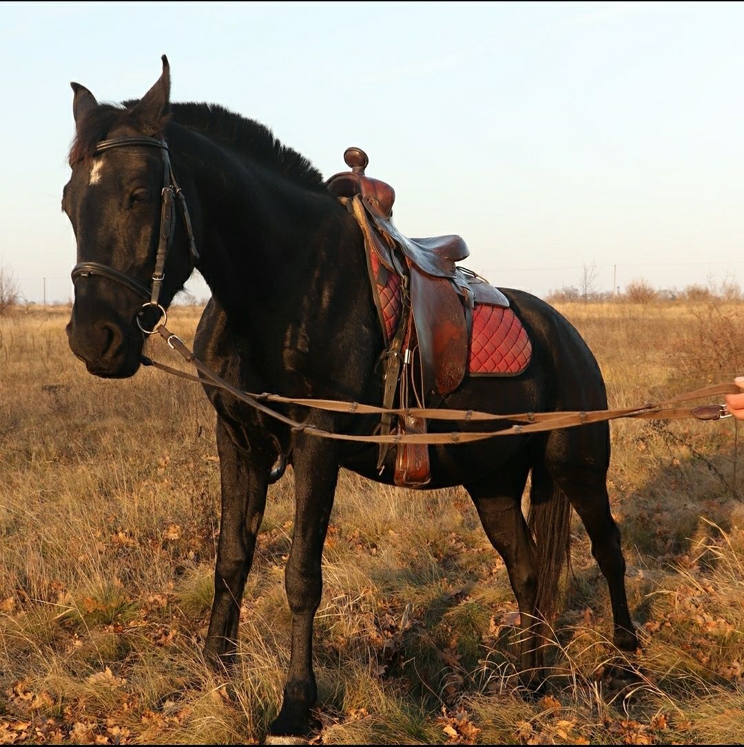 Лошадь, конь, кобыла, вороная