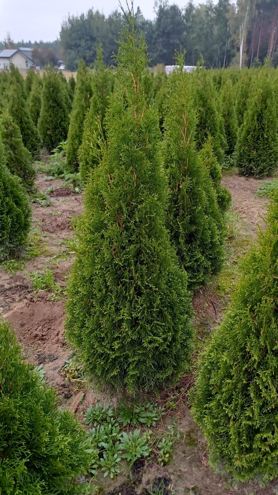 Tuja Thuja Szmaragd