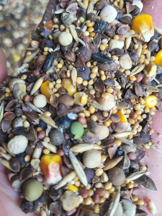 Зерносуміш сидератна.