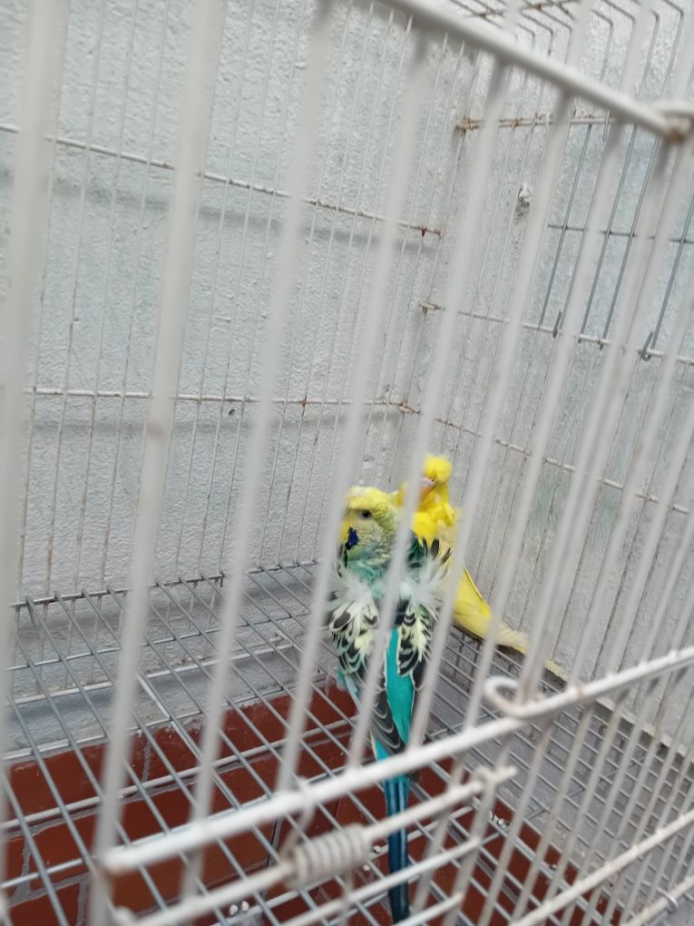 Piriquitos hagromos