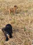 Cadelinha pequeno porte - Cruzada Caniche