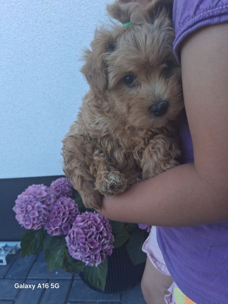 Maltipoo Sunia do odbioru!