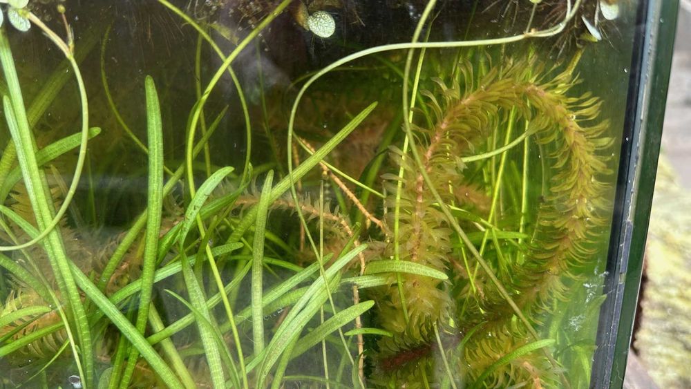 Salvinia minima, dwarf sagitaria, e elodea densa.