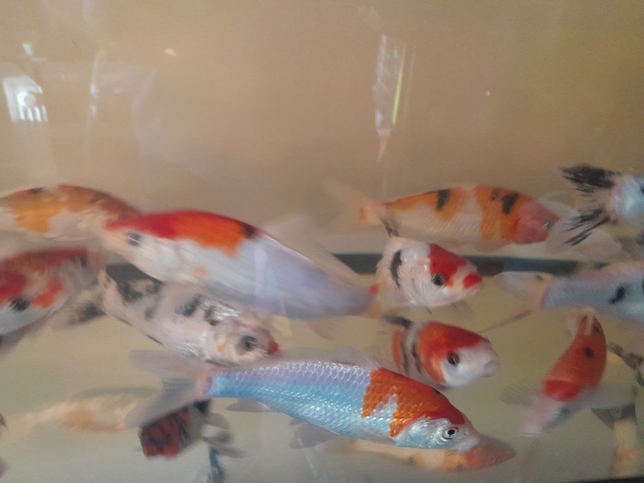 Karp koi 25 cm Sklep Altum Sierakowice