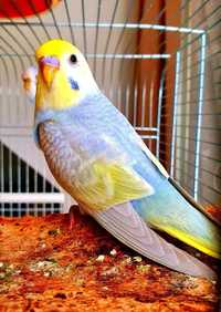 Волнистые попугаи в поисках дома: звоните и узнавайте все детали