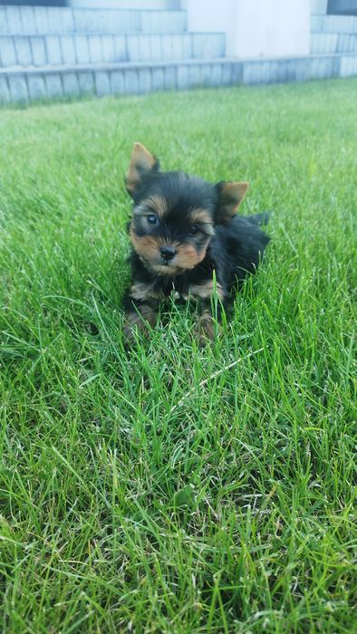 Yorkshire terrier miniaturka