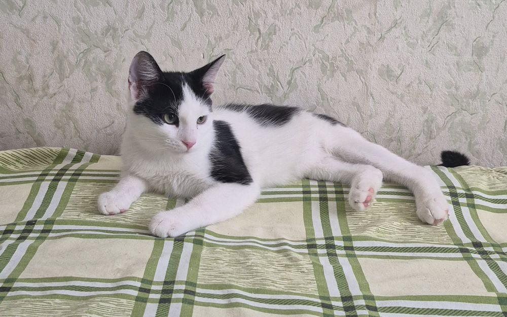 Бесплатно стериллизованный котенок Рикки ищет семью