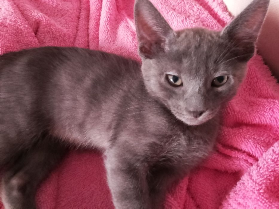 Gatos para doacao